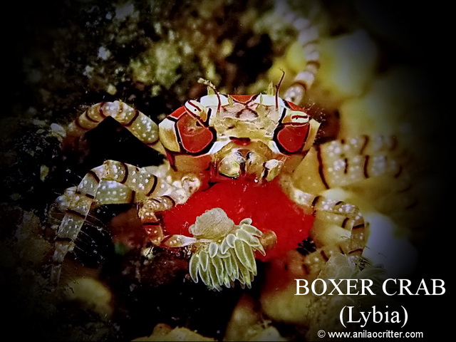 Anilao-diving-Anilao-most-wanted-critters-boxer-crab